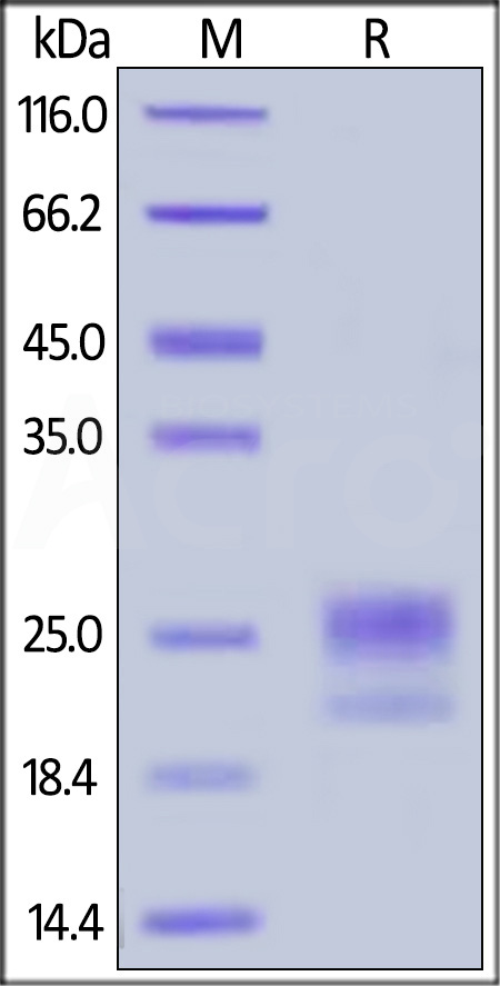 NP2-H52H1-sds