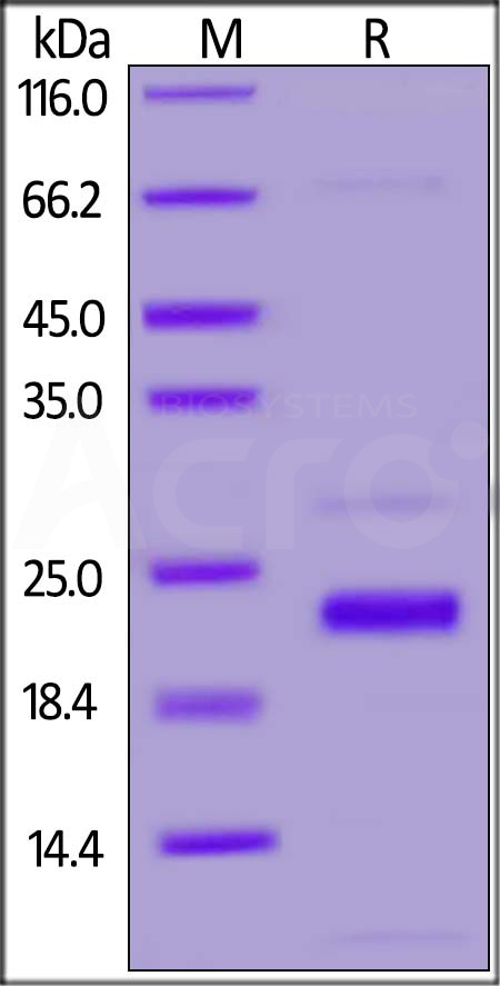 NSP1 SDS-PAGE