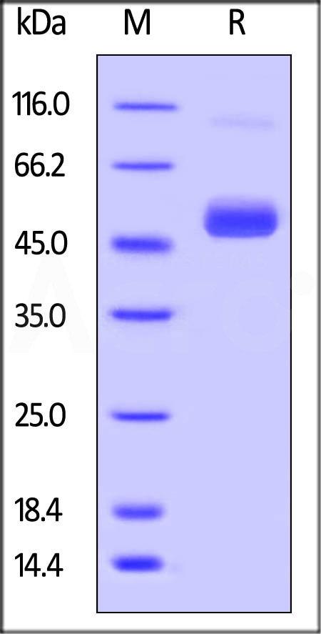 NS1-Z82E9-sds