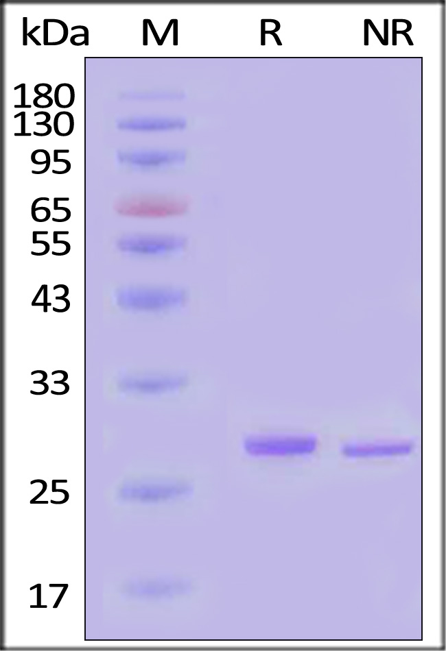 NUE-S5117-sds