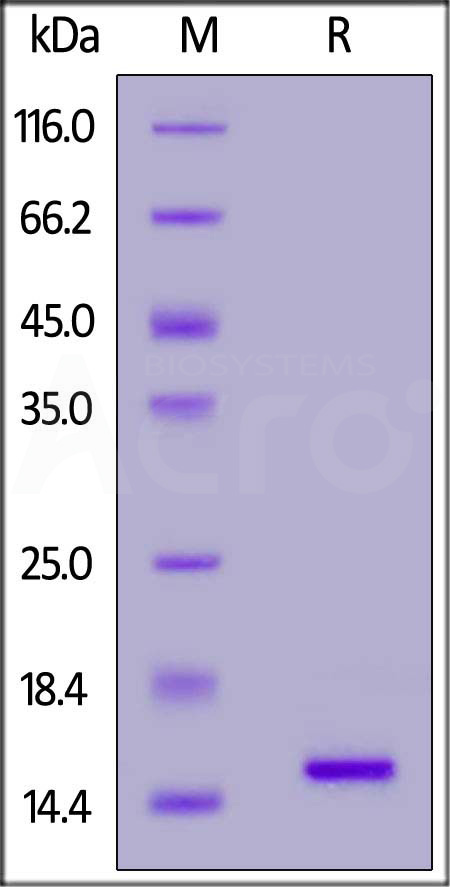 Nucleocapsid protein SDS-PAGE