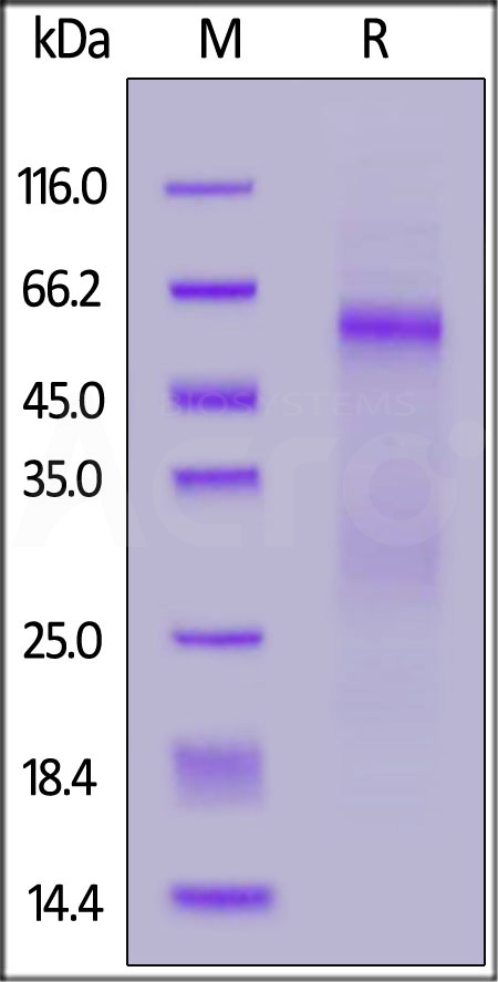 NUN-C52H8-sds