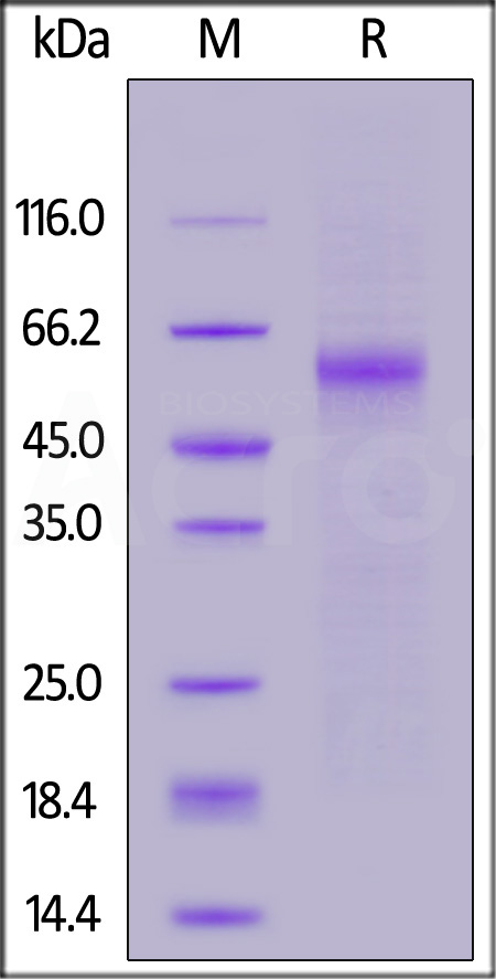 Nucleocapsid protein SDS-PAGE