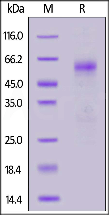 NUN-C52Hd-sds