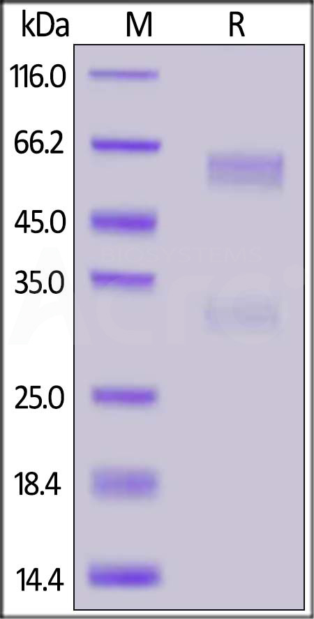 NUN-C82E8-sds