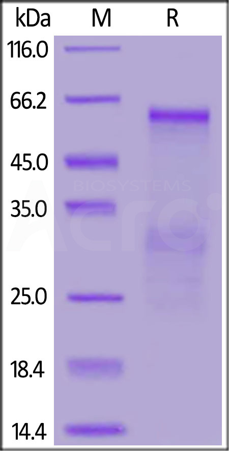 Nucleocapsid protein SDS-PAGE