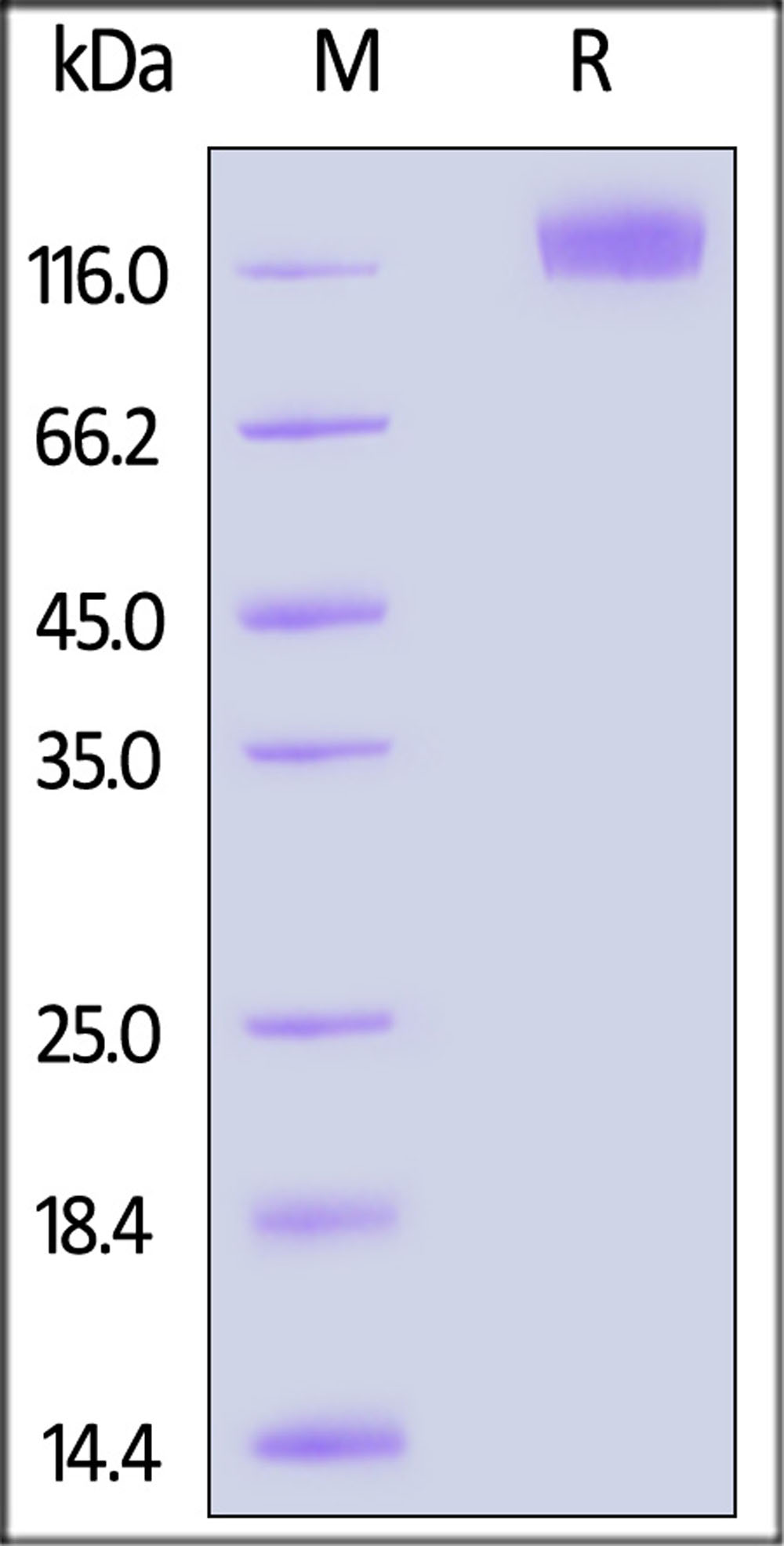 OSMR SDS-PAGE