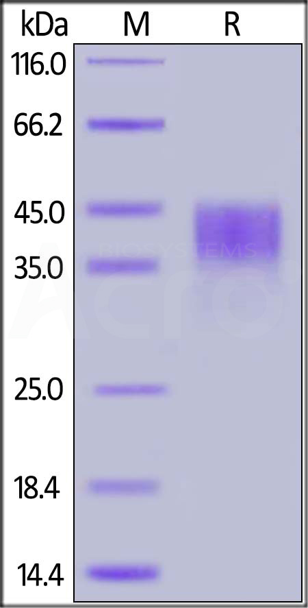 CD200 SDS-PAGE