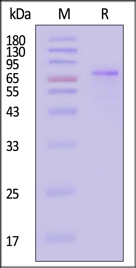 PA6-H5545-sds