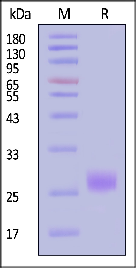 Pro-COL1A1 SDS-PAGE