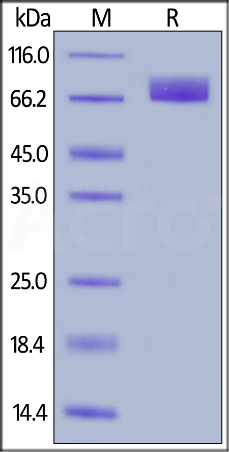 PDGF R alpha SDS-PAGE