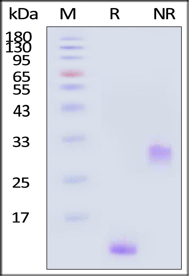 PDGF-BB SDS-PAGE