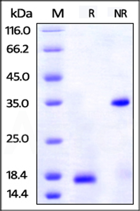 PDGF-BB SDS-PAGE