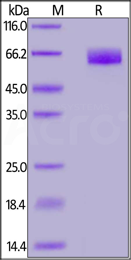 CD44 SDS-PAGE