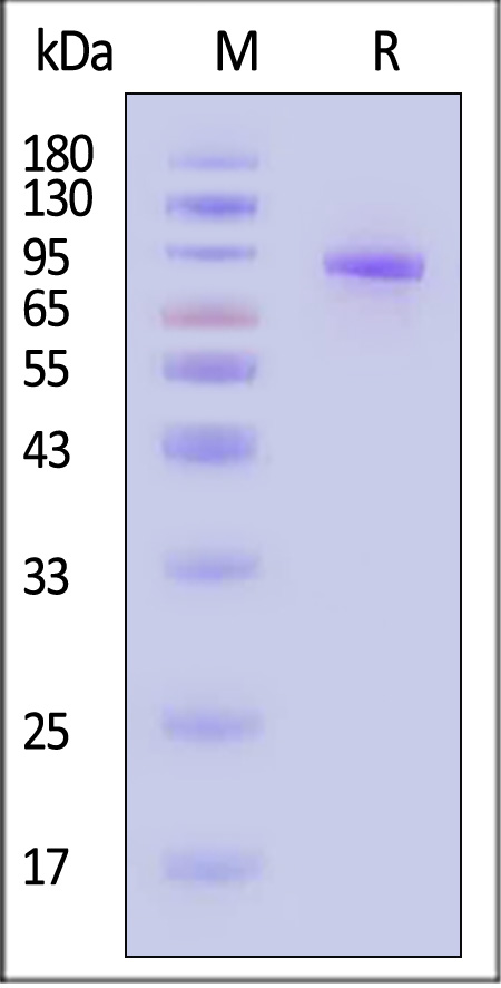 Platelet glycoprotein V SDS-PAGE