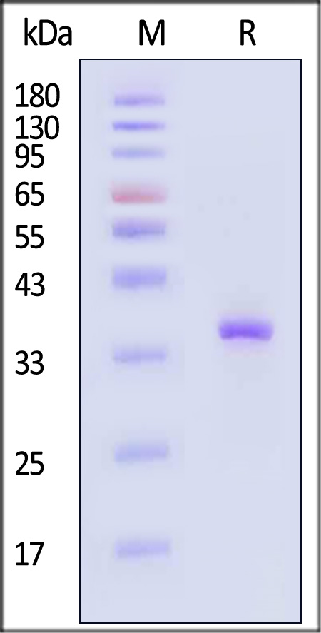 PNGase F SDS-PAGE