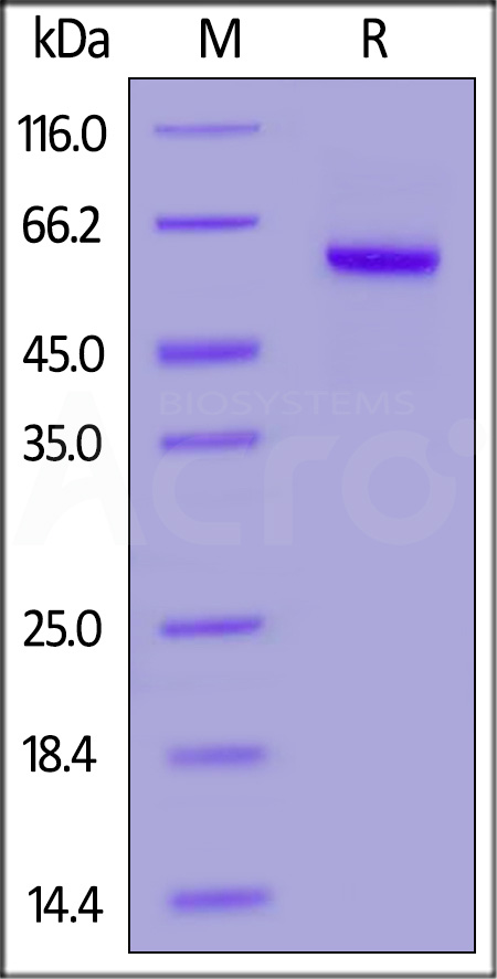 PRN-M52H5-sds