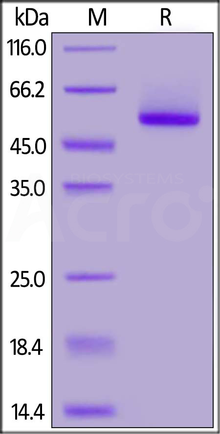 Rhesus macaque Properdin, His Tag (Cat. No. PRN-R52H6) SDS-PAGE gel