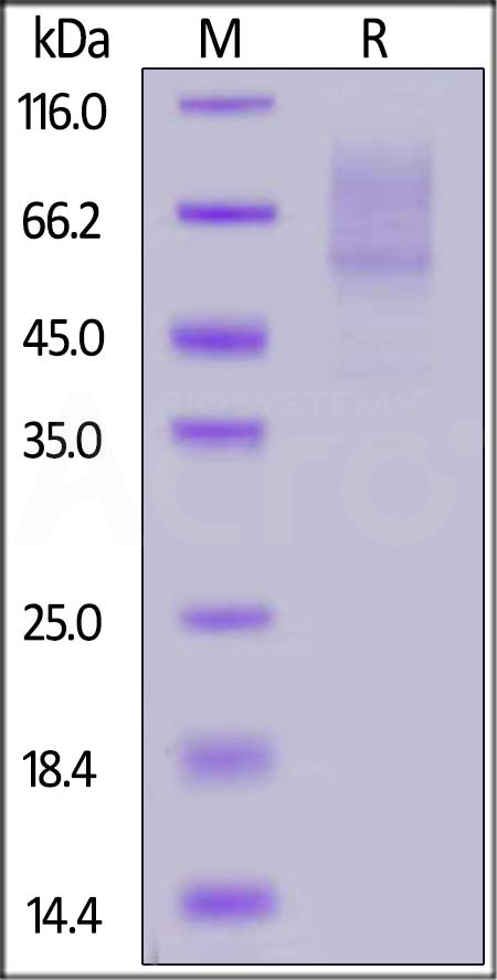 PS1-H82E4-sds