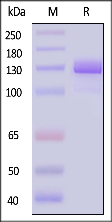 PSMA SDS-PAGE