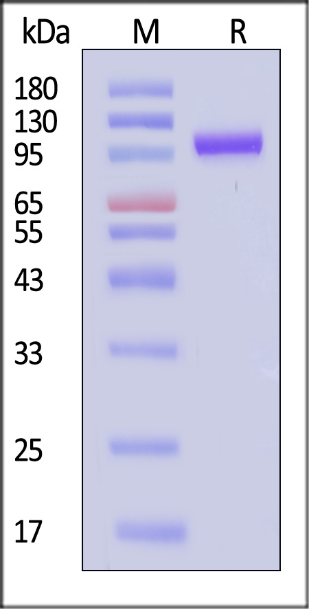 Cynomolgus / Rhesus macaque PTK7, His Tag (Cat. No. PT7-C52H3) SDS-PAGE gel