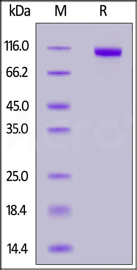 PT7-R52H4-sds