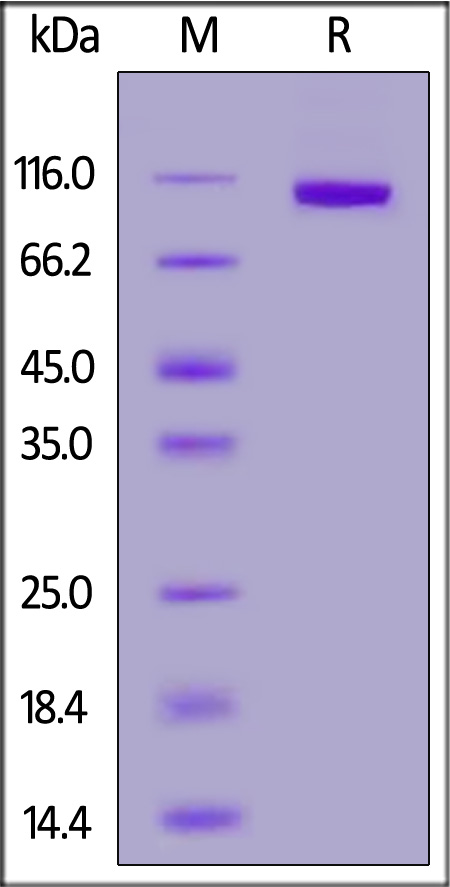 PT7-R52H6-sds