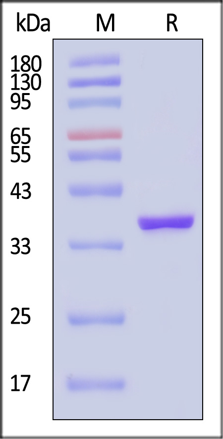 PTP1B SDS-PAGE