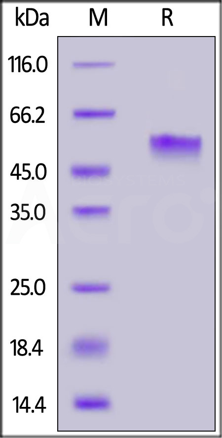 PVRIG SDS-PAGE