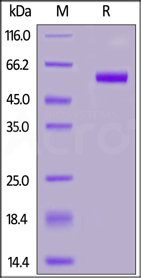 TNFSF11 SDS-PAGE