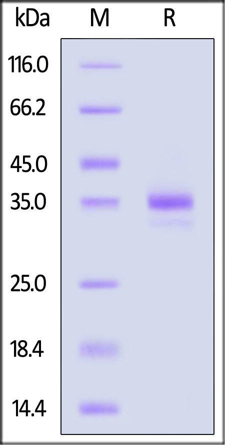 TNFSF11 SDS-PAGE