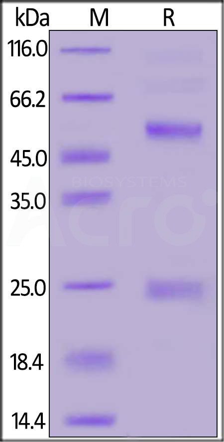 RIB-FY35c-sds