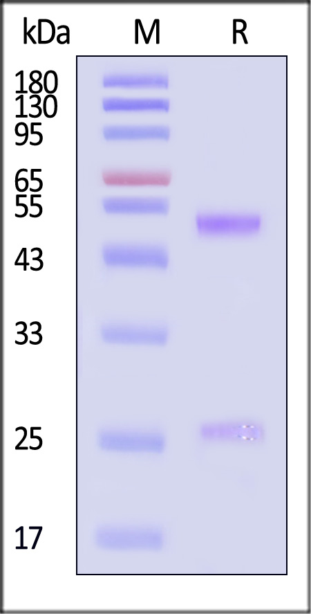 RIB-Y35c-sds