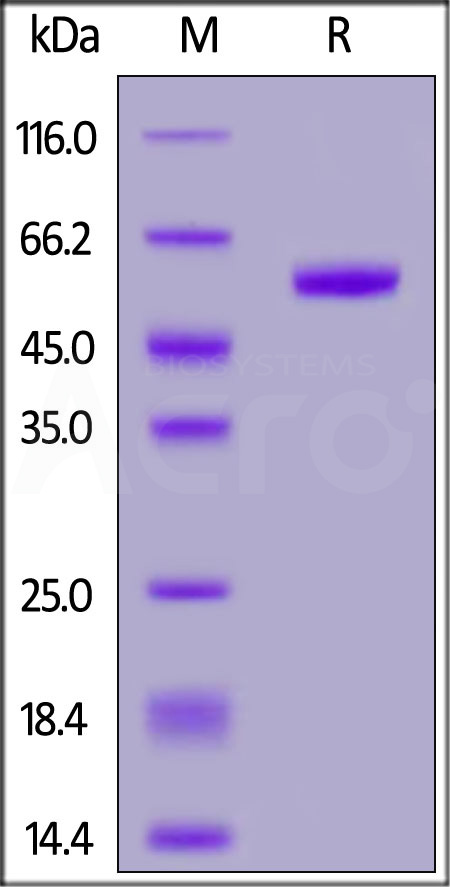 RNF43 SDS-PAGE