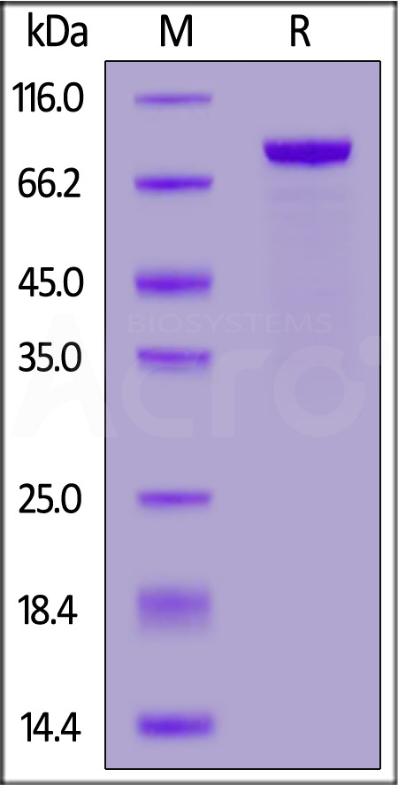 RO2-H5251-sds