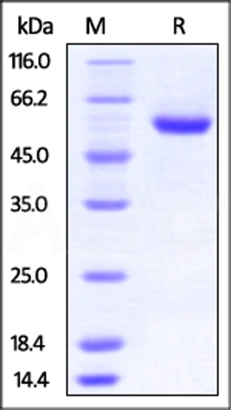 RO2-H52E5-sds