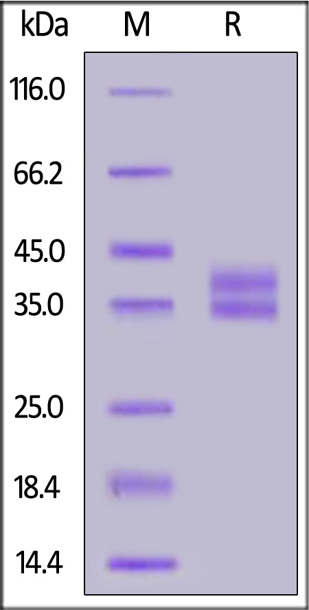 RON-H52H9-sds