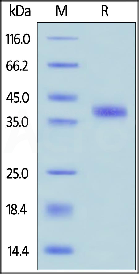 RS1-H4221-sds