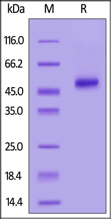 R-Spondin 1 SDS-PAGE