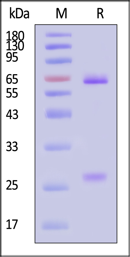 Fusion glycoprotein F0/F protein (RSV) SDS-PAGE