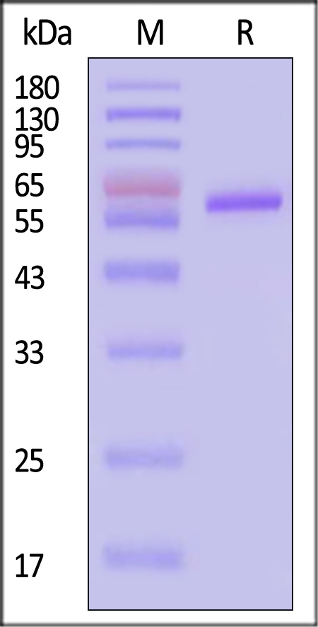 Pre-Fusion glycoprotein F0 SDS-PAGE