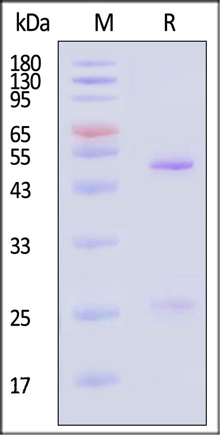 RSV-Y180-sds