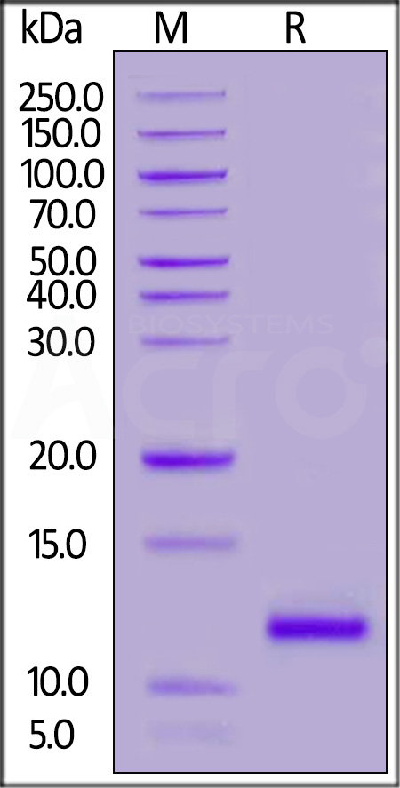 S100A8 SDS-PAGE