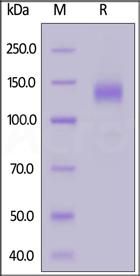 Spike S1 SDS-PAGE