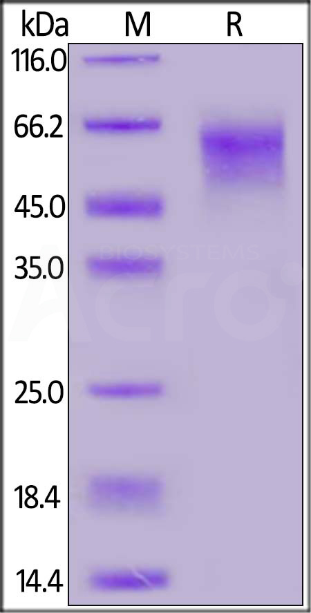 S1D-C52H6-sds