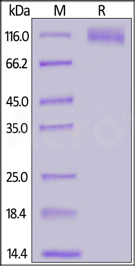 Spike S1 SDS-PAGE