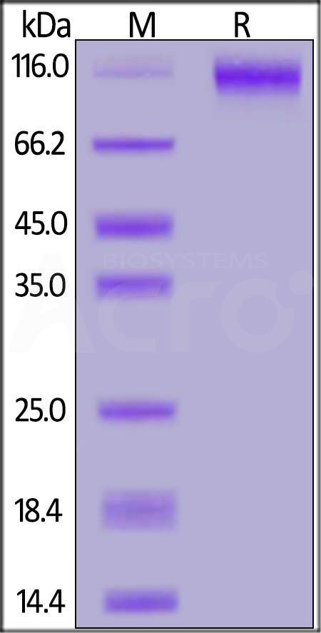 Spike S1 SDS-PAGE