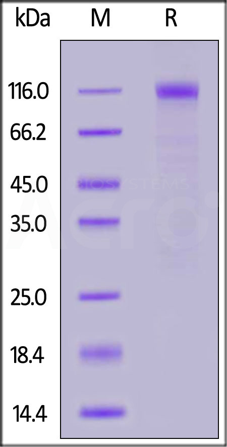 Spike S1 SDS-PAGE