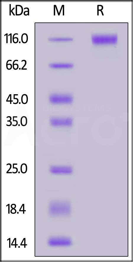 S1N-C82E5-sds