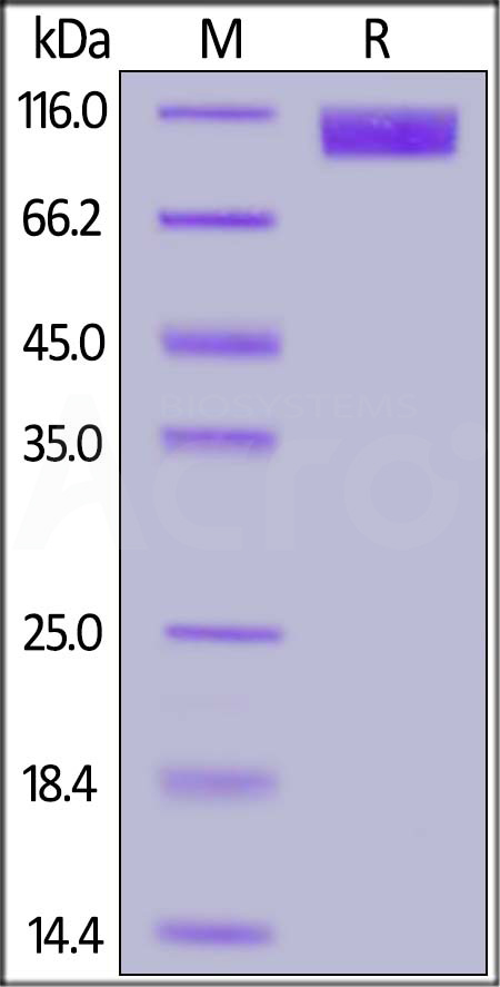 Spike S1 SDS-PAGE